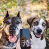 Custom Pet Phone Case - Image 3